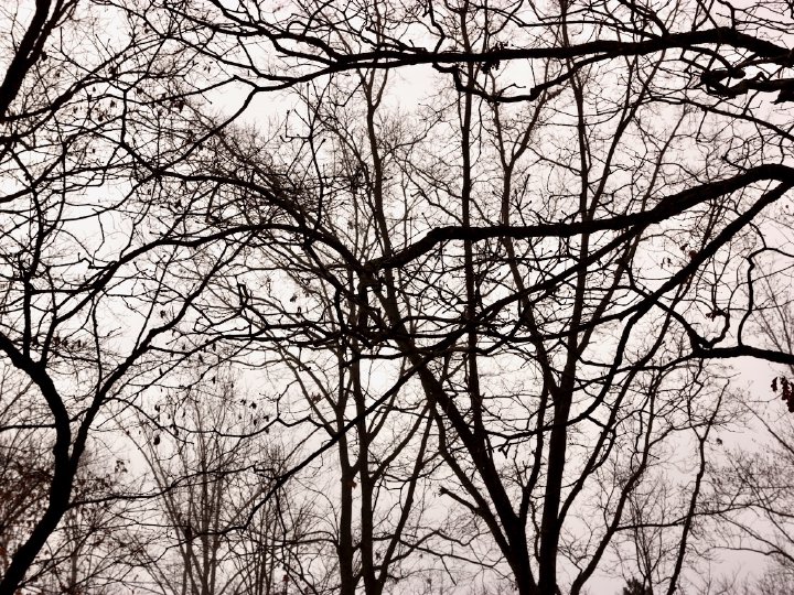 The canopy I grew up under