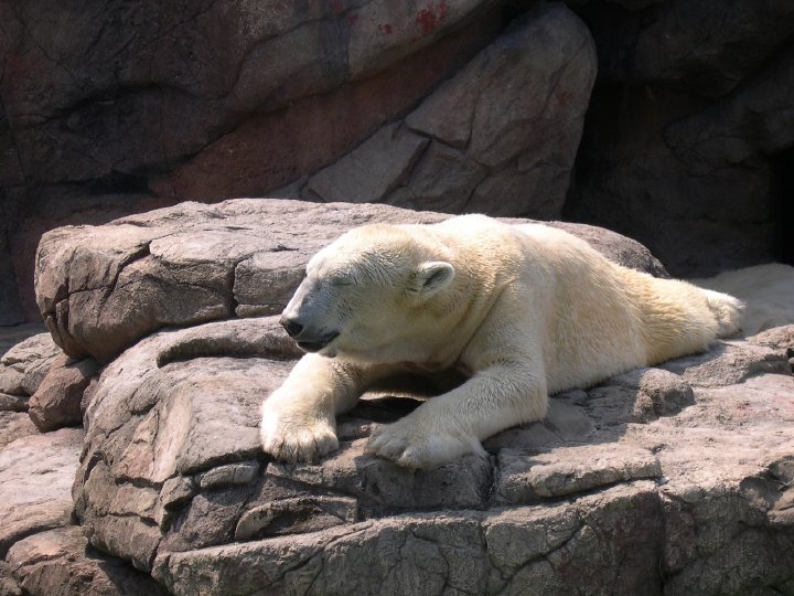 If I had a “spirit animal” this would be him, a polar bear in the NC zoo on the hottest day of the entire summer.