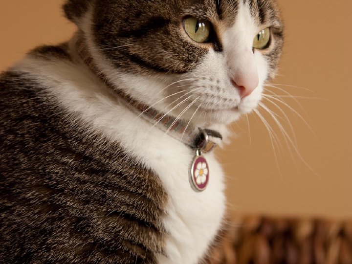 Ziva